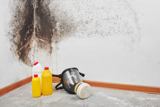 Best Local Mold Removal Service  in Lacoochee, FL