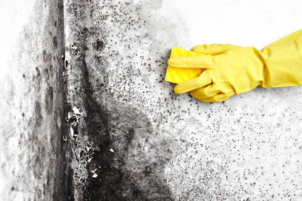 Mold Removal and Inspection in Lacoochee, FL