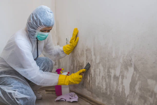 Best Certified Mold Removal  in Lacoochee, FL