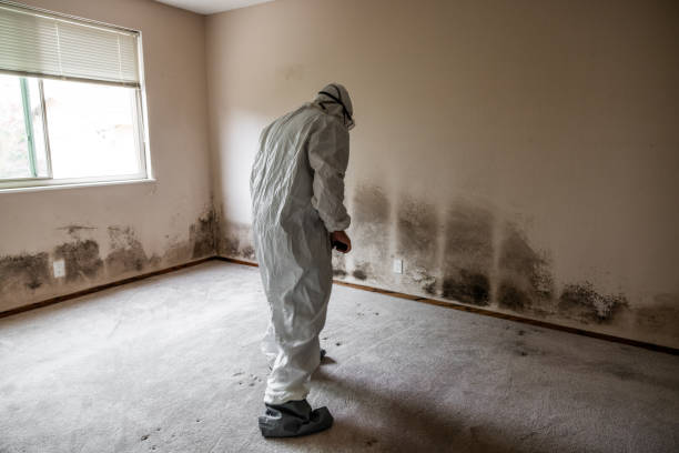 Best Black Mold Removal  in Lacoochee, FL